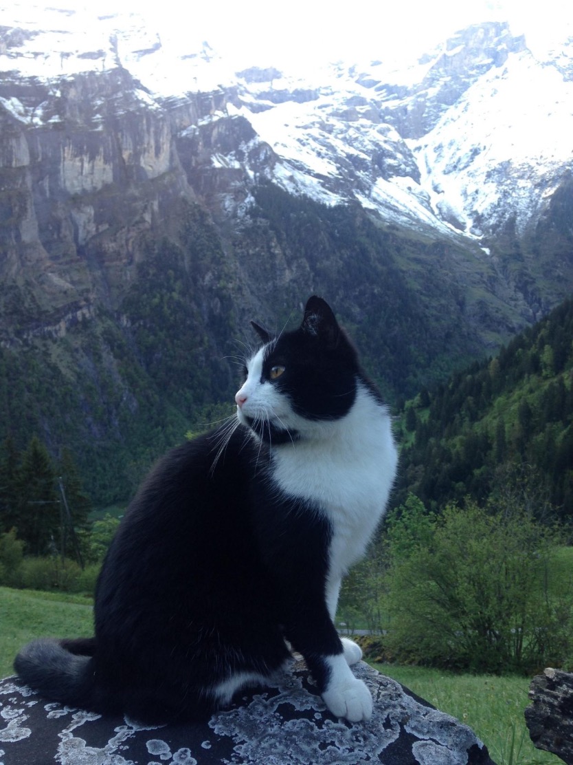 nangtime.com - Sesat Di Kawasan Pergunungan, Pendaki Diselamatkan Seekor Kucing Yang Tiba-tiba Muncul 