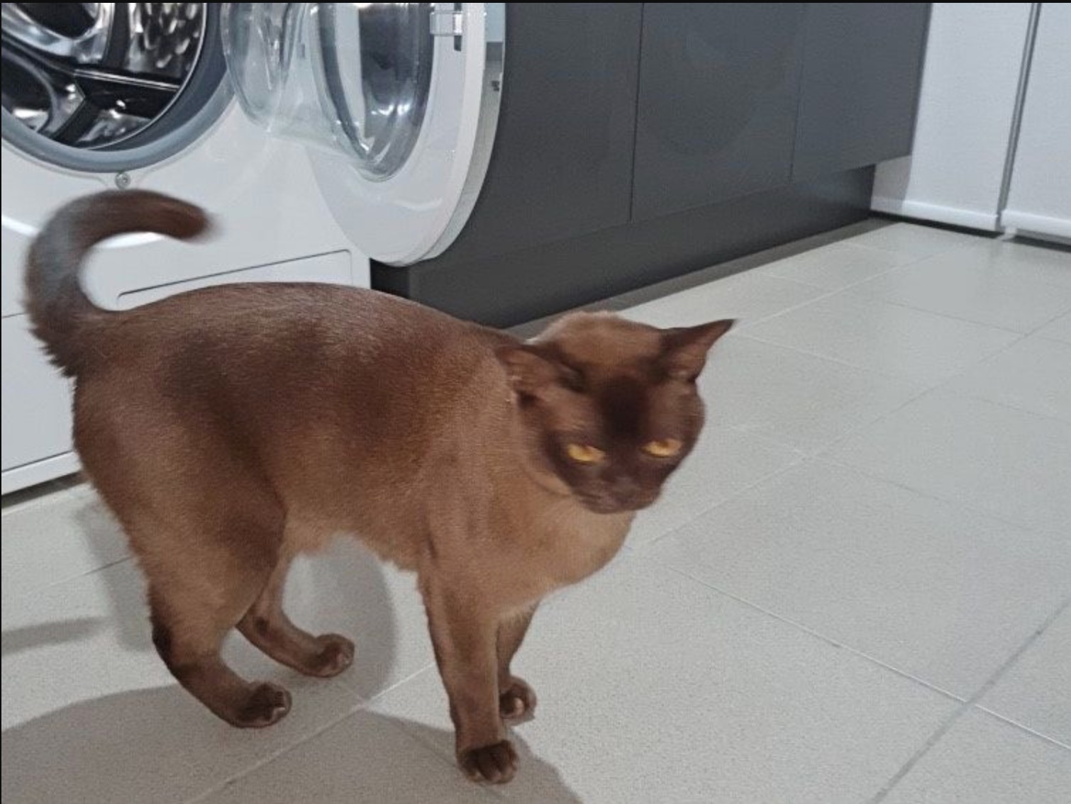 nangtime.com - Kucing Terperangkap Dalam Mesin Basuh Yang Sedang Berputar Selama 12 Minit 