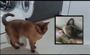 nangtime.com - Kucing Terperangkap Dalam Mesin Basuh Yang Sedang Berputar Selama 12 Minit 