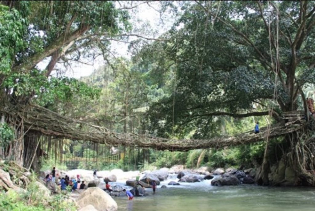 nangtime.com - Terbentuk Daripada Akar Pokok Beringin, Jambatan Semulajadi Dunia Paling Unik Ini Ambil Masa 30 Tahun Untuk Terbentuk