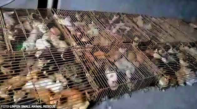 nangtime.com - 700 Ekor Kucing Ditemui Dikurung Dalam Sangkar Sempit, Dipercayai Untuk Dijadikan Hidangan Makanan