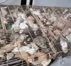 nangtime.com - 700 Ekor Kucing Ditemui Dikurung Dalam Sangkar Sempit, Dipercayai Untuk Dijadikan Hidangan Makanan