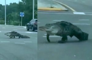 Haiwan Menggerunkan Merangkak Di Tengah Jalan Sibuk Timbulkan Kerisauan Para Pemandu Dan Orang Ramai