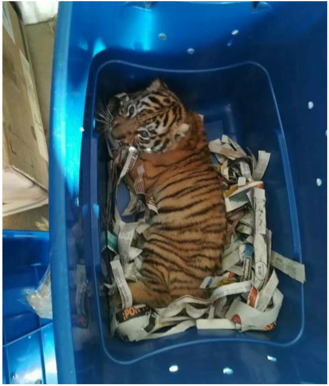 nangtime.com - Anak Harimau Ditemui Dibungkus Dalam Plastik Dan Cuba Diseludup Melalui Pos