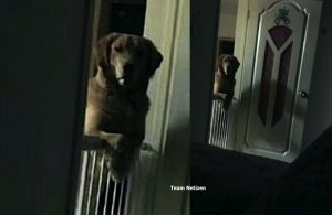 Pemilik Curiga Anjing Peliharaannya Tidak Pernah Tidur Malam Tapi Asyik Merenungnya Setiap Malam - nangtime.com