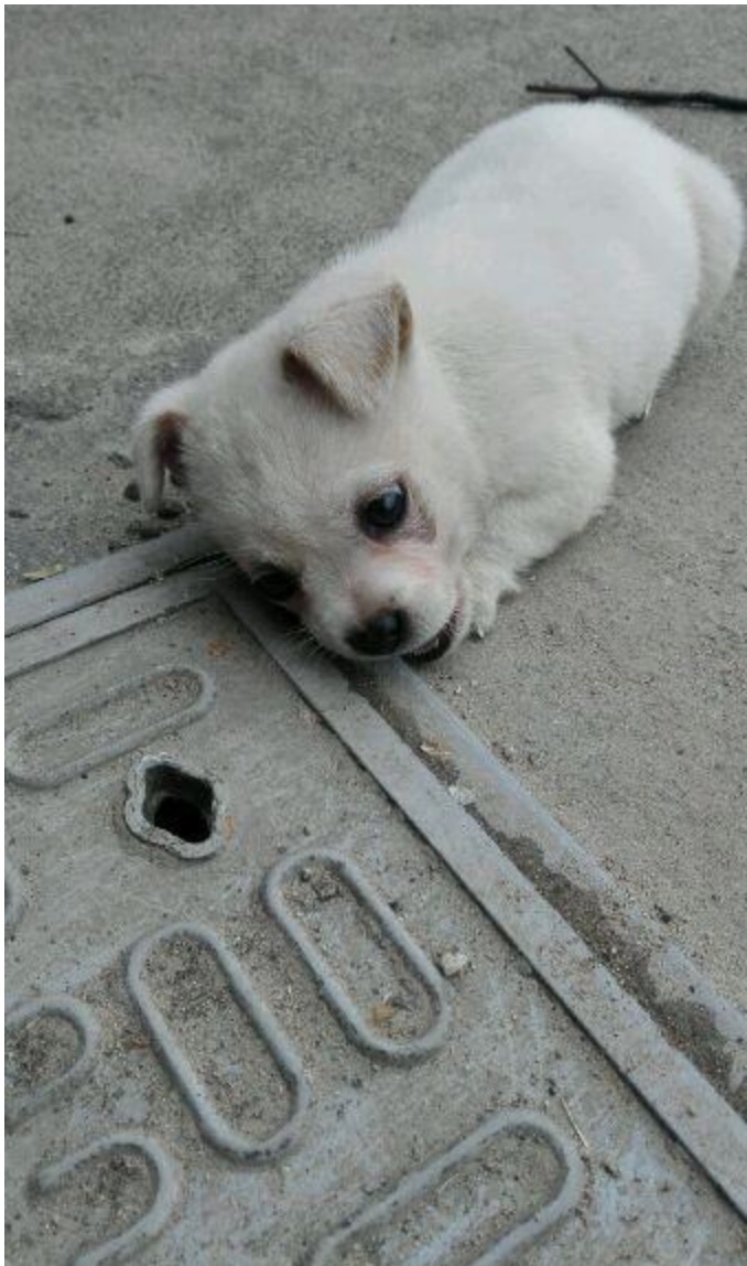 nangtime.com - Anak Anjing Sering Dilihat Duduk Atas Penutup Longkang, Rupanya Ada Kisah Lampau Yang Menghibakan 
