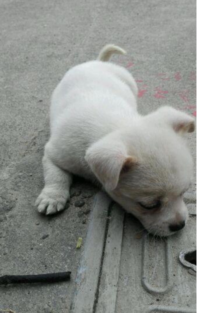 nangtime.com - Anak Anjing Sering Dilihat Duduk Atas Penutup Longkang, Rupanya Ada Kisah Lampau Yang Menghibakan 
