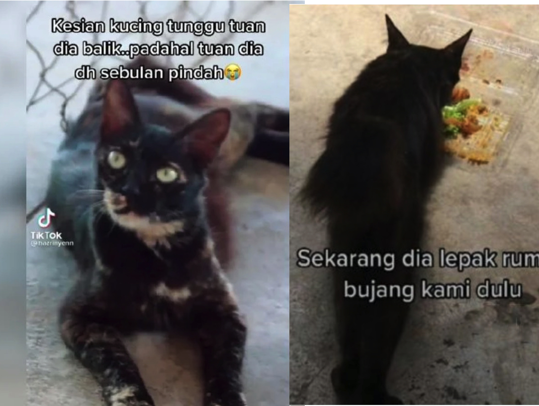 nangtime.com - Kucing Tak Tahu Pemiliknya Sudah Berpindah Dan Setia Tunggu Di Rumah