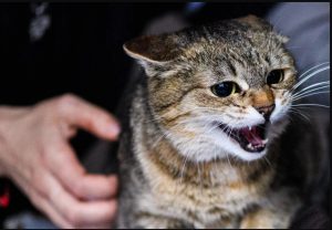 nangtime.com - Pesawat Kena 'Hijack' Dengan Kucing Sampai Terpaksa Buat Pendaratan Cemas
