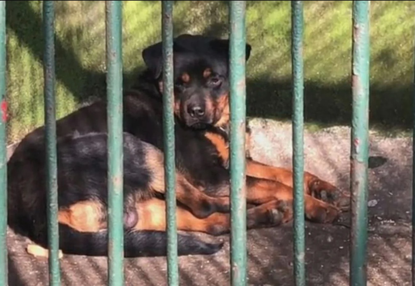 nangtime.com - Musang Itu Sebenarnya Anjing, Zoo Kantoi Cuba Permainkan Pengunjung