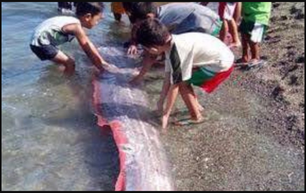 Ikan Bermuka Pelik Muncul Di Sarawak, Mengikut Kepercayaan Jepun, Ikan Tersebut Adalah Utusan Raja Naga Petanda Gempa Bumi