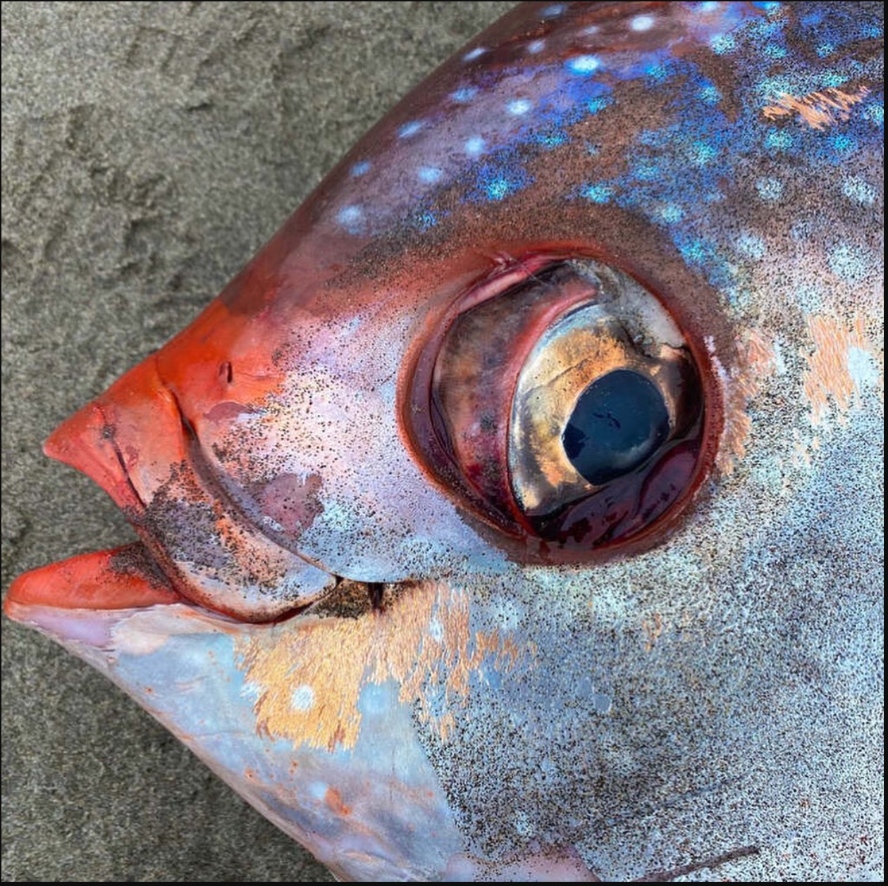 Ikan Gergasi Berwarna Oren Seberat 45kg Ditemui Terdampar Di Pantai