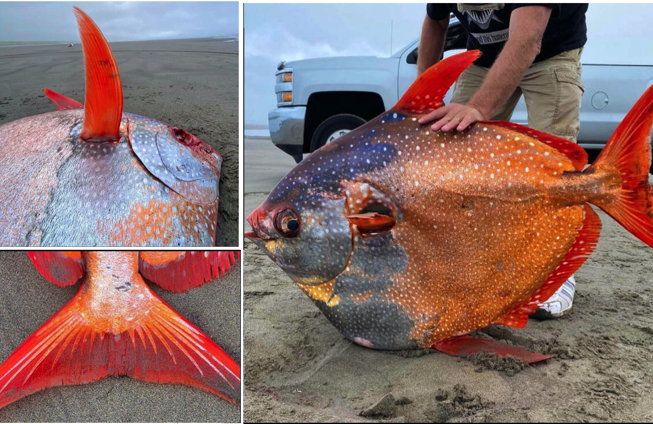 Ikan Gergasi Berwarna Oren Seberat 45kg Ditemui Terdampar Di Pantai