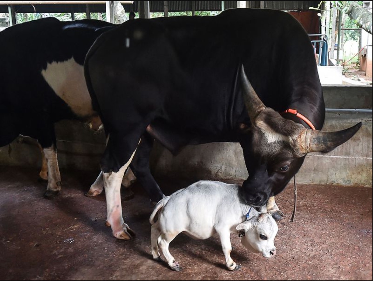  Lembu Terkecil Di Dunia Yang Memukau Orang Ramai