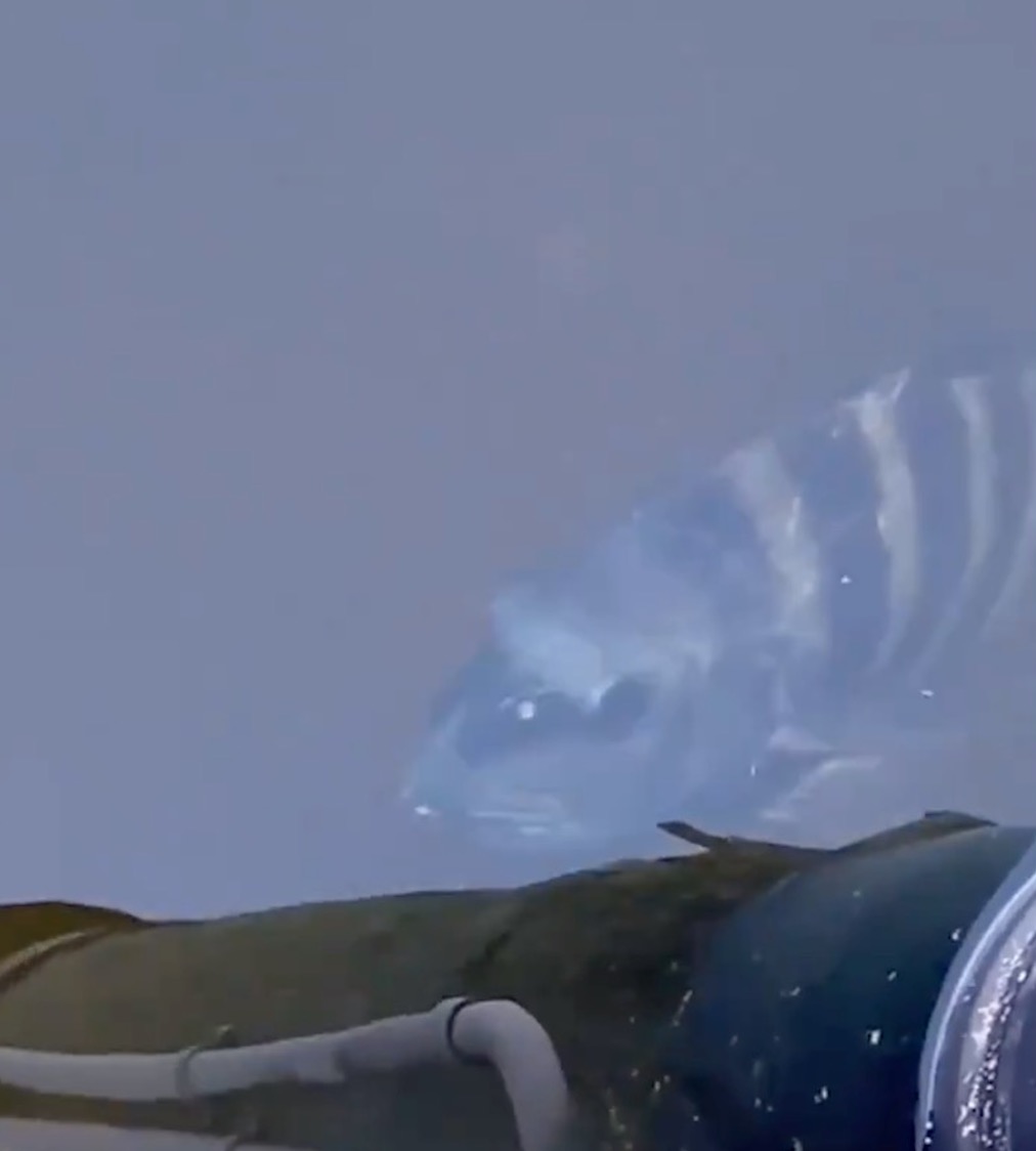 Ikan Berwajah Pelik Ditemui, Kelihatan Seperti Tersenyum 'Jahat' Kepada Perakamnya