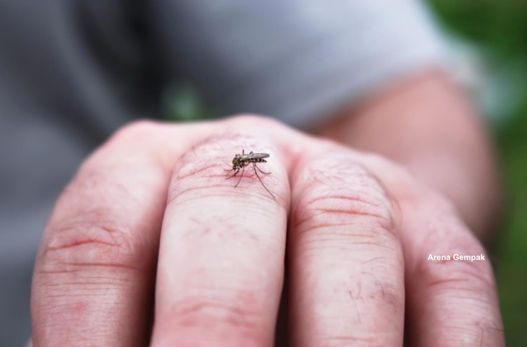 Punca Kenapa Nyamuk Suka Sasarkan Untuk Gigit Anda Berbanding Orang Lain
