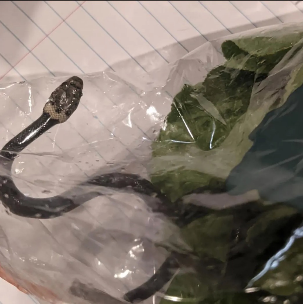 Beli Bungkusan Salad, Lelaki Terkejut Menemui Ular Berbisa Dalam Plastik Yang Awalnya Disangka Cacing