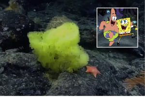 ‘SpongeBob’ dan ‘Patrick Star’ Ditemui Sekumpulan Saintis Di Dasar Laut