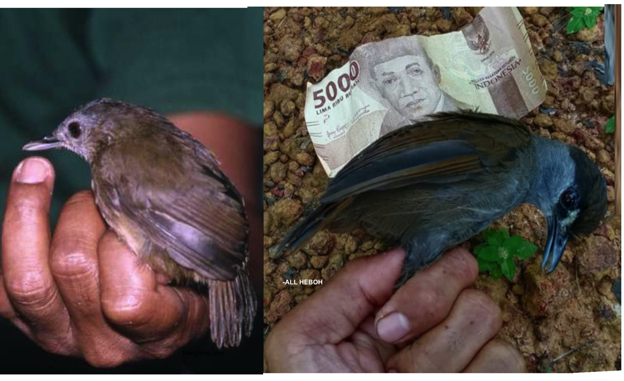 Dianggap Pupus Sejak Lebih 170 Tahun Lalu, Burung Ini Muncul Semula Di Hutan Indonesia