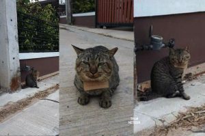 Kucing Tak Balik Selama 3 Hari, Pemilik Terkejut Kucingnya Pulang Semula Bersama 'Nota' Tertulis Rahsia Kehilangannya