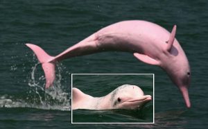 Ikan Lumba-lumba 'Rare' Berwarna Pink Muncul Di Perairan Vietnam, Dikatakan Bawa Petanda Baik
