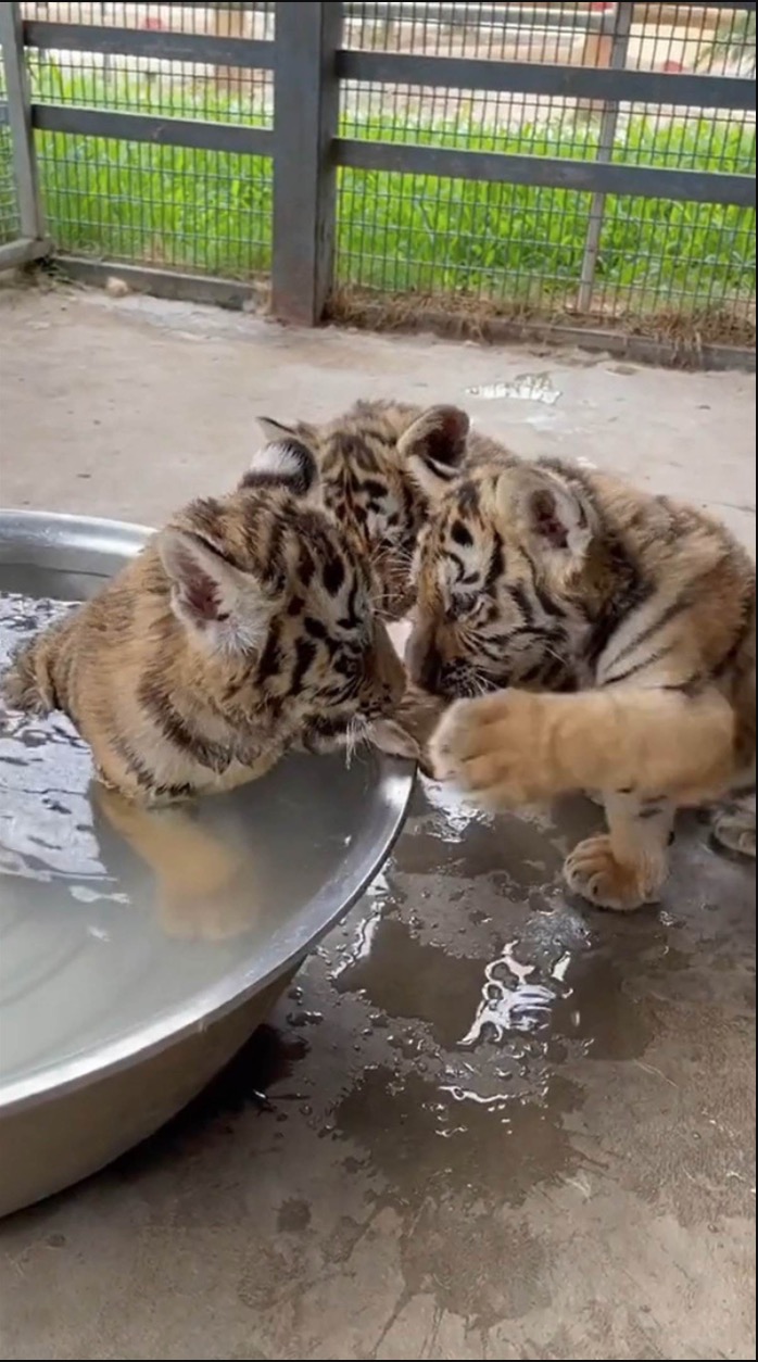 Anak-anak Harimau Diabaikan Ibu Mereka Sejak Lahir, Penjaga Zoo Letakkan Seekor Anjing Untuk Jadi ‘Ibu Angkat”