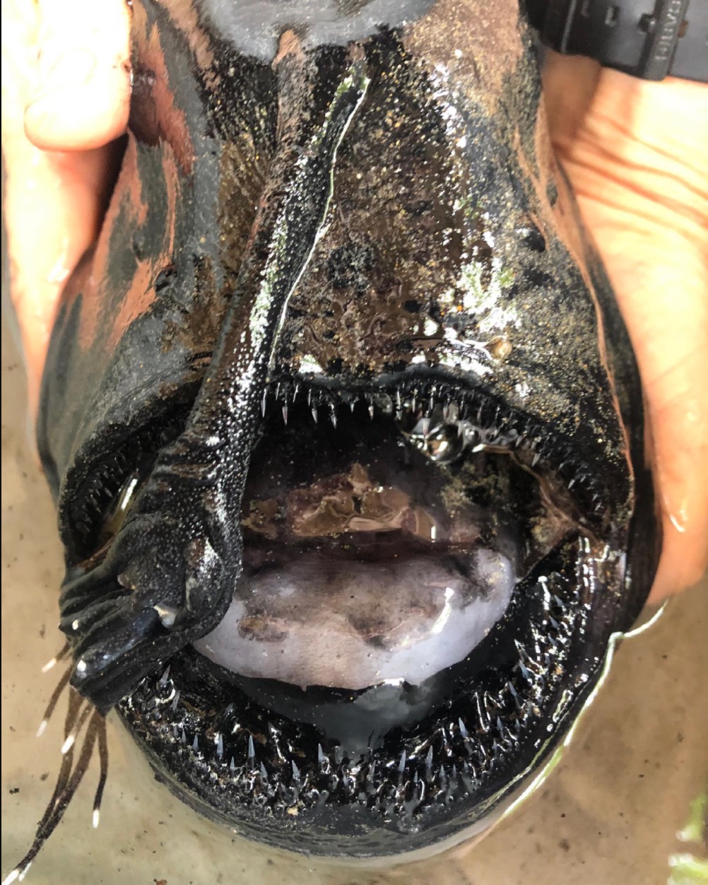 Ikan 'Rare' Dari Laut Dalam Ditemui Terdampar Di Pantai Timbulkan Keresahan Kerana Dianggap Bukan Petanda Baik - nangtime.com