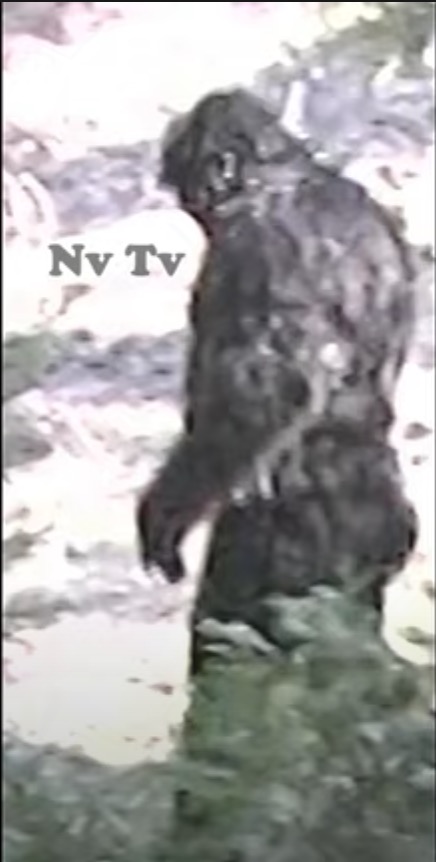 Makhluk Bigfoot Yang Besar Dan Gagah Didakwa Ditemui Di Idaho