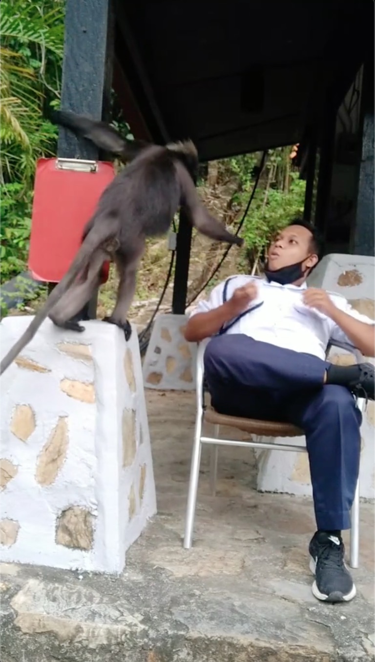 nangtime.com - Makanan Kena Rampas Monyet Lagi, Pengawal Keselamatan Ini Pasrah Asyik Kena Rompak Saja