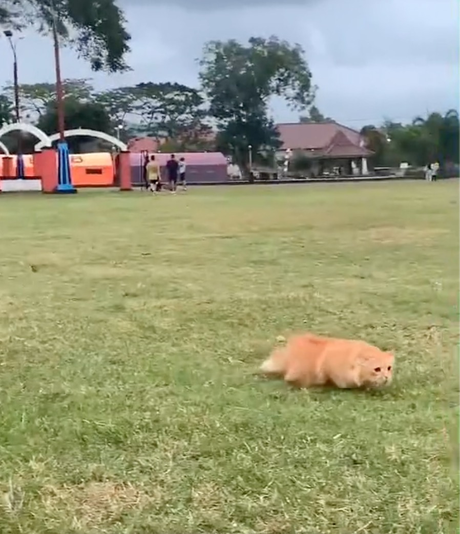 Team Netizen - Gelagat Kucing Berjalan Jumpa Rumput Buat Ramai Tergelak, Muka Dia Macam Konpius Fikir Dia Kucing Atau Buaya - nangtime.com