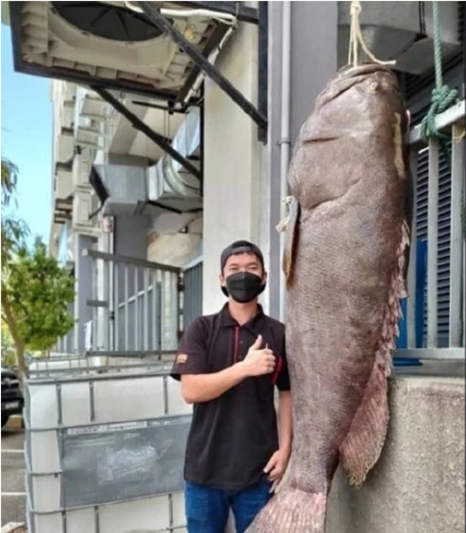 Nelayan Berjaya Menangkap Ikan Kerapu Gergasi 'Keratang' Seberat 160kg, Dijual Dengan Harga Ribuan Ringgit