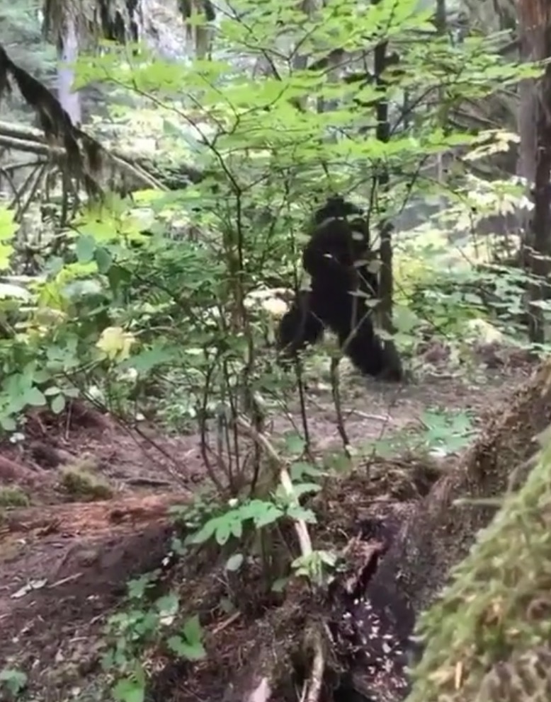 Pemuda Orang Asli Menemui Makhluk Bigfoot, Didakwa Selalu Muncul Bila Berlaku Hujan Panas - nangtime.com