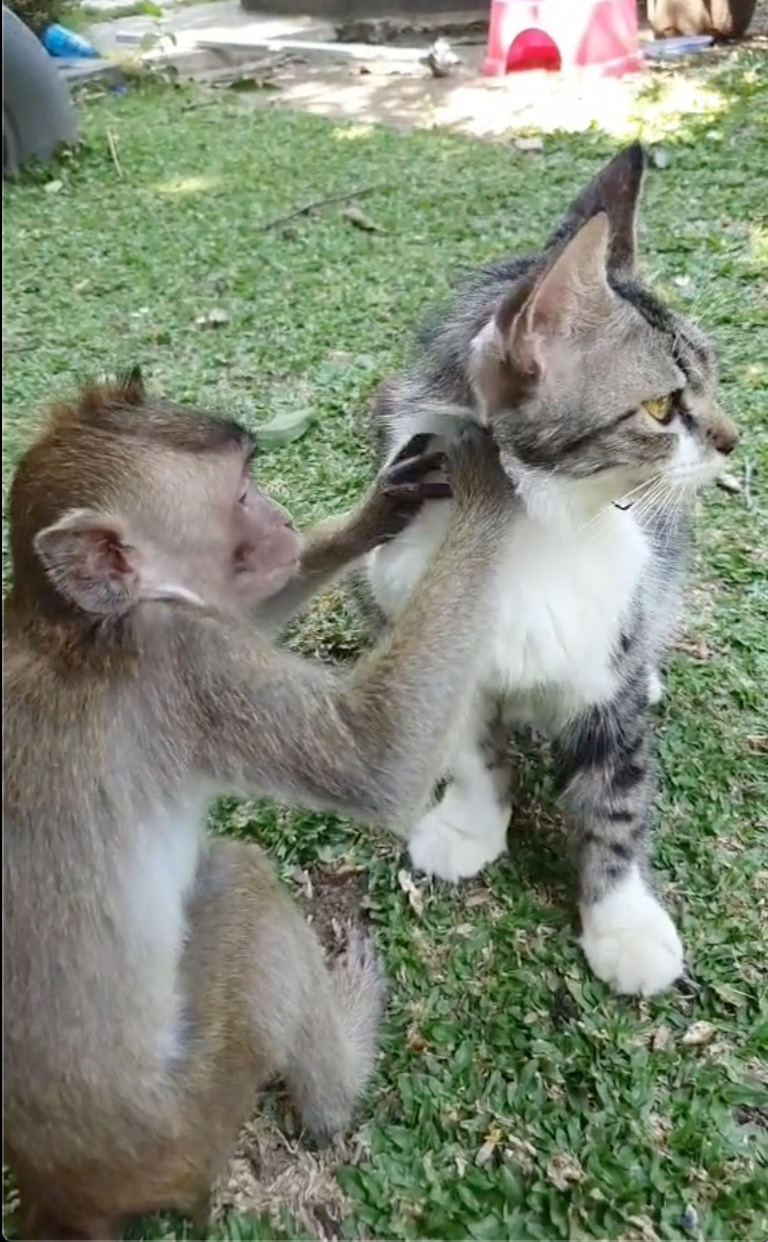 Gelagat Monyet Gigih Mencari Kutu Di Badan Kucing Buat Netizen Tergelak - nangtime.com