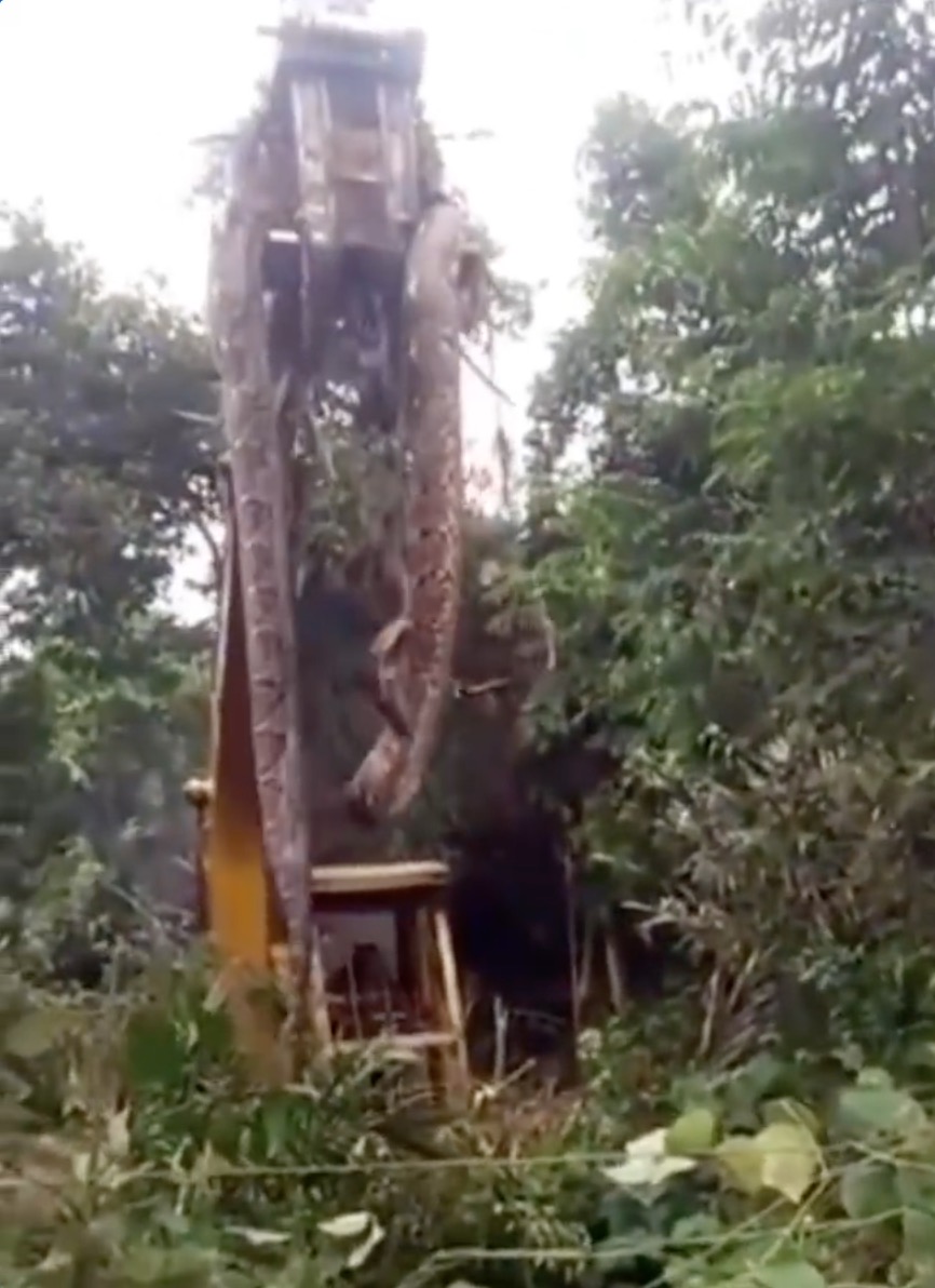 Ular Sawa Gergasi Sepanjang 10 Meter Ditemui Dalam Hutan Dan Diangkut Menggunakan Jengkaut