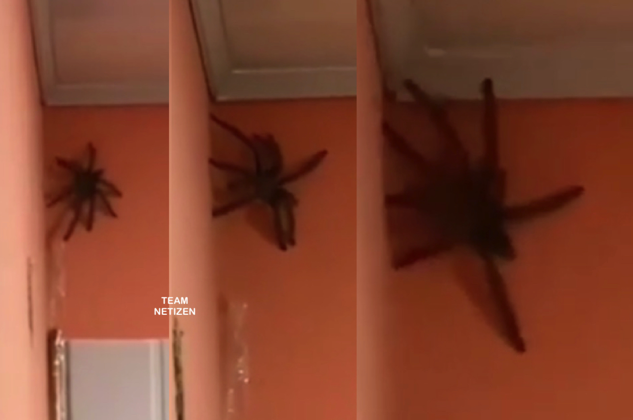 Wanita Terkejut, Takut Separuh Mati Apabila Menemui Labah-labah Gergasi Merayap Atas Dinding Biliknya - nangtime.com