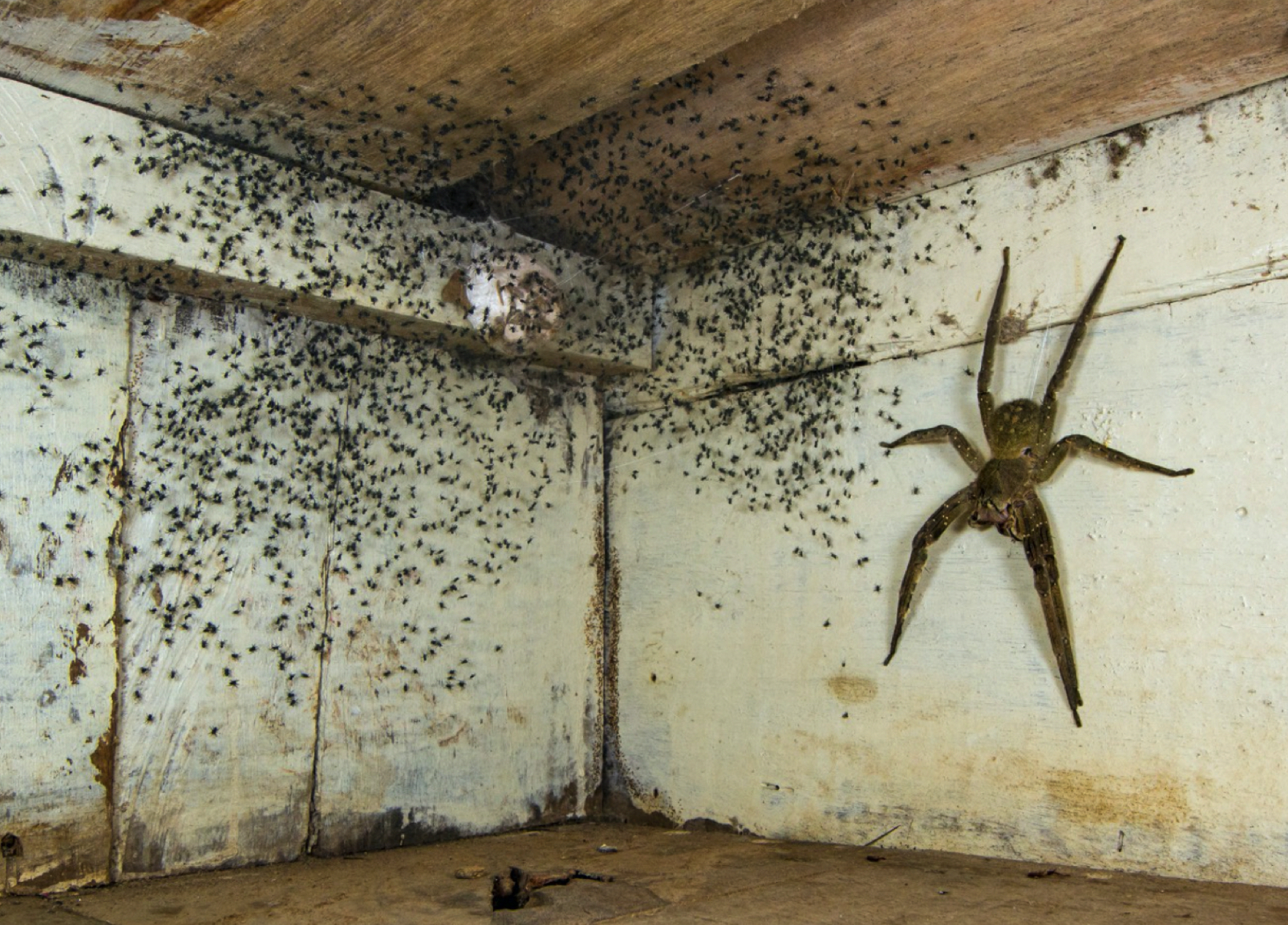 Lelaki Terperanjat Menemui Labah-labah Besar Berbisa Di Bawah Katilnya Bersama Dengan Ribuan Labah-labah Kecil - nangtime.com