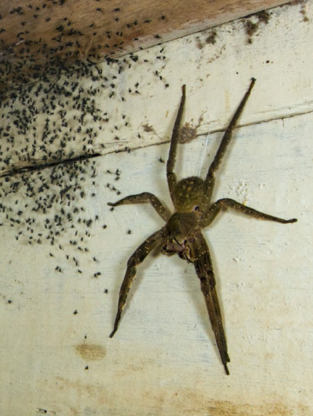 Lelaki Terperanjat Menemui Labah-labah Besar Berbisa Di Bawah Katilnya Bersama Dengan Ribuan Labah-labah Kecil - nangtime.com