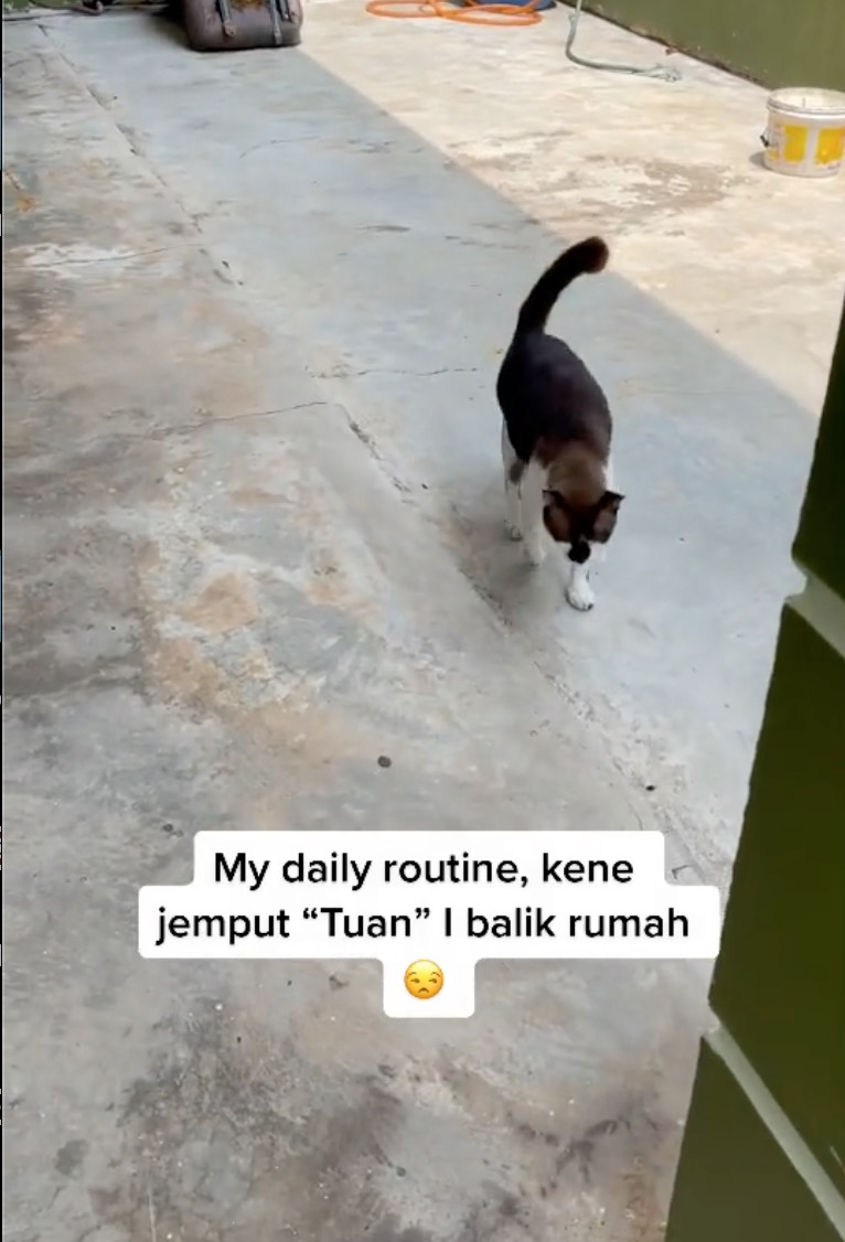  Kucing Suka Lepak Rumah Jiran, Tiap Hari Kena Jemput Balik Rumah, Siap Kena Bawa Bakul Lagi - nangtime.com