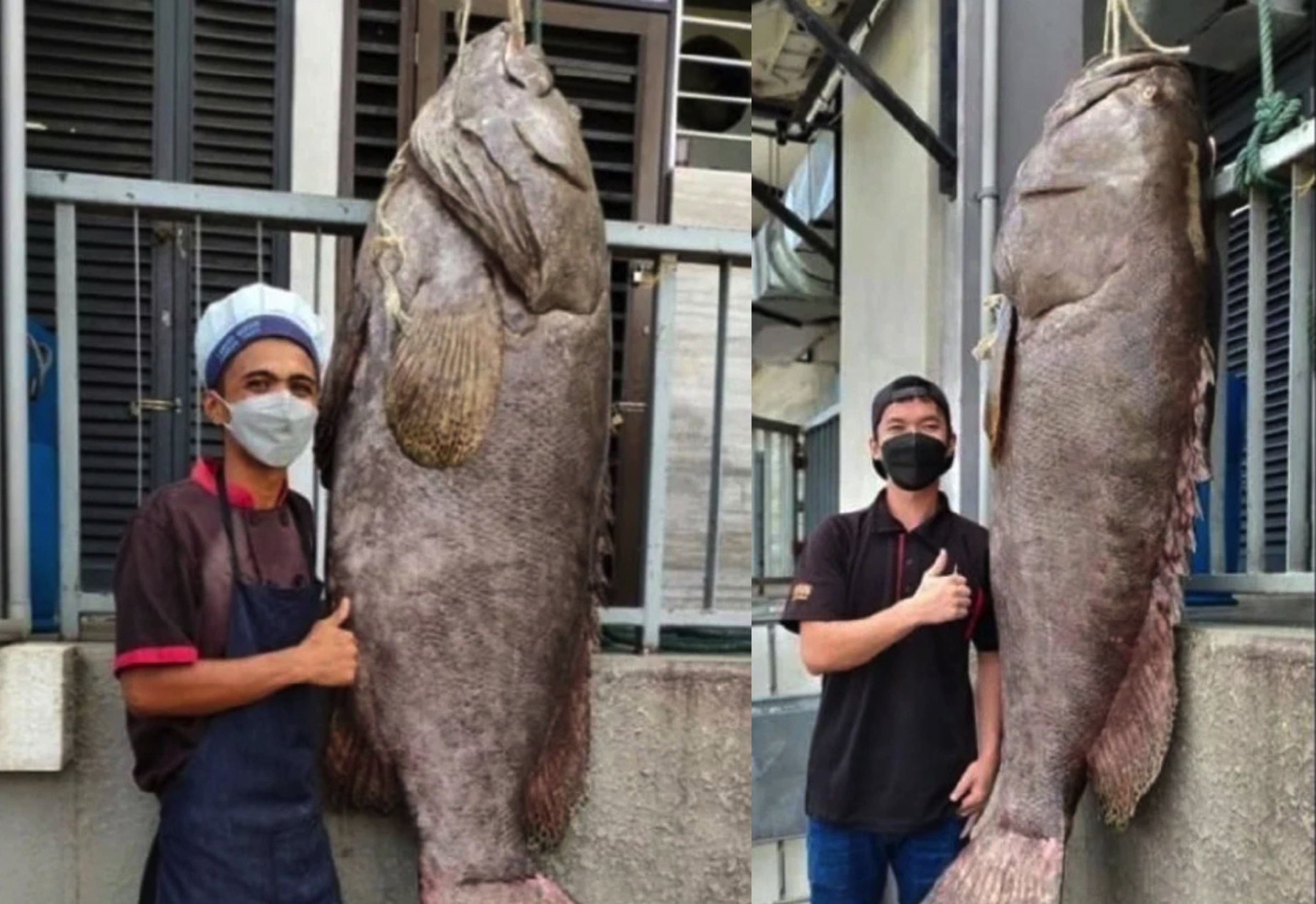 Nelayan Berjaya Menangkap Ikan Kerapu Gergasi 'Keratang' Seberat 160kg, Dijual Dengan Harga Ribuan Ringgit