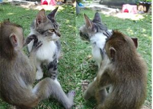Gelagat Monyet Gigih Mencari Kutu Di Badan Kucing Buat Netizen Tergelak - nangtime.com