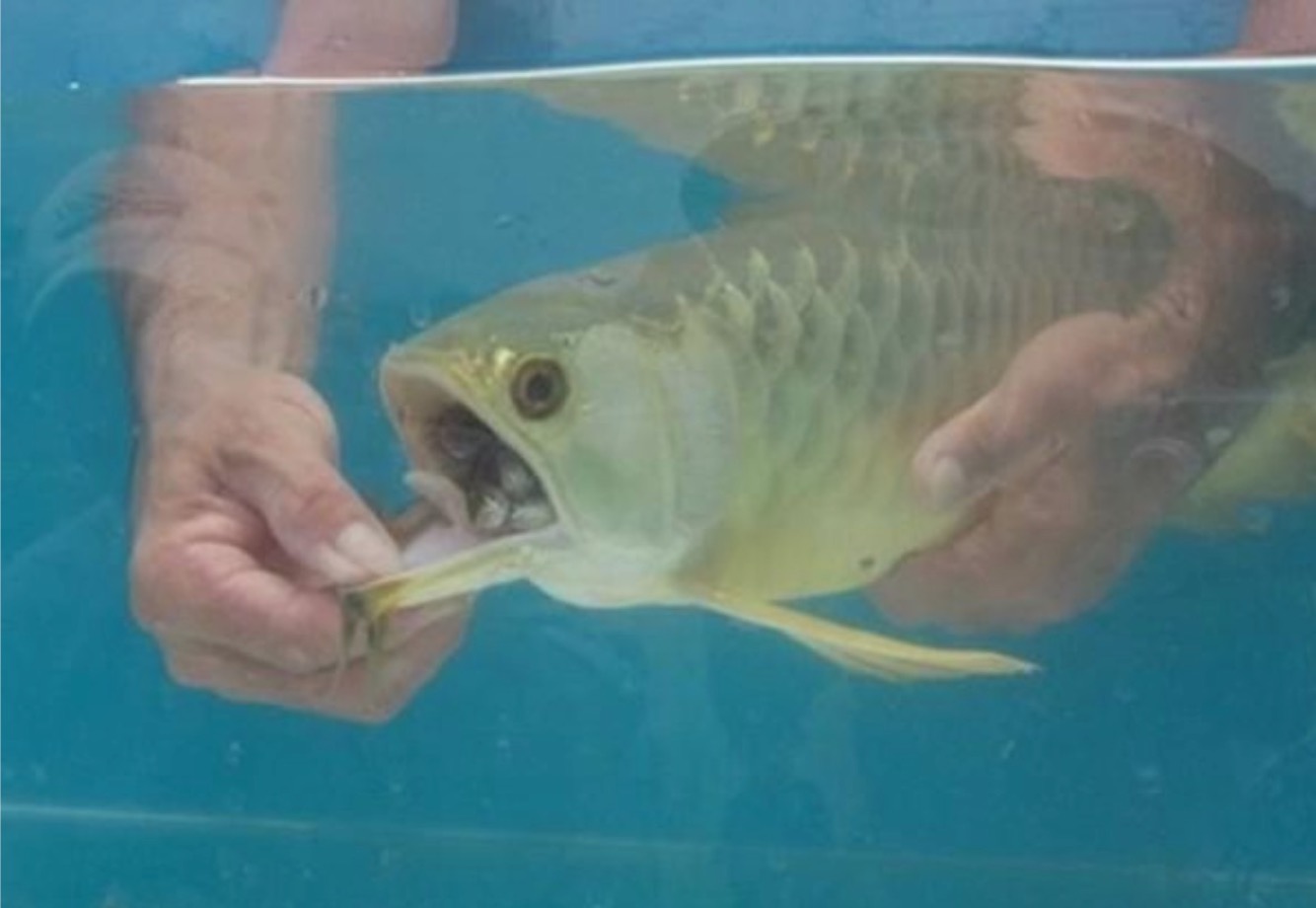 Baru Belanja Mahal Beli Ikan, Lelaki Panik Menyedari Mulut Ikan Itu Sentiasa Ditutup Dan Terus Memeriksanya - nangtime.com