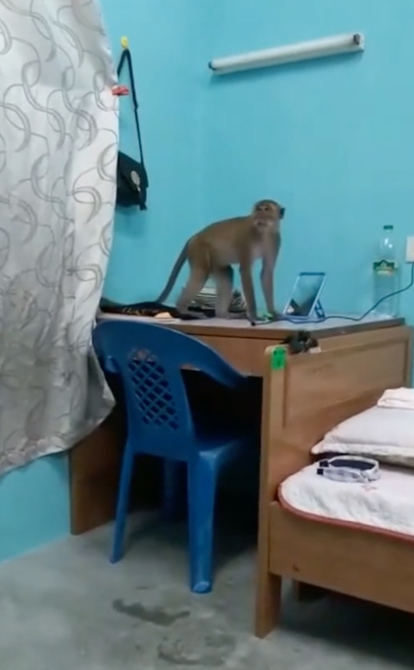 nangtime.com - Baru Balik Ke Kampus, Pelajar Wanita Terperanjat Melihat Monyet Dalam Biliknya