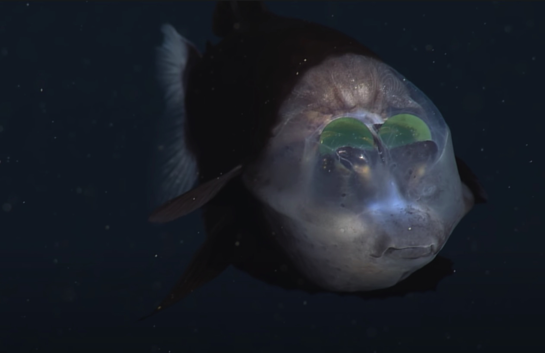 Disangka Makhluk Asing, Ikan Pelik Berkepala Lutsinar Bercahaya Ditemui Di Kedalaman Laut Kira-kira 609 Meter