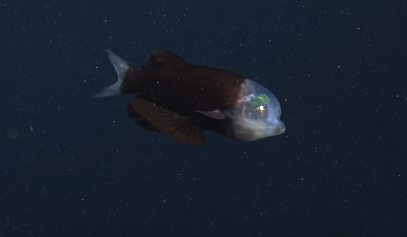 Disangka Makhluk Asing, Ikan Pelik Berkepala Lutsinar Bercahaya Ditemui Di Kedalaman Laut Kira-kira 609 Meter