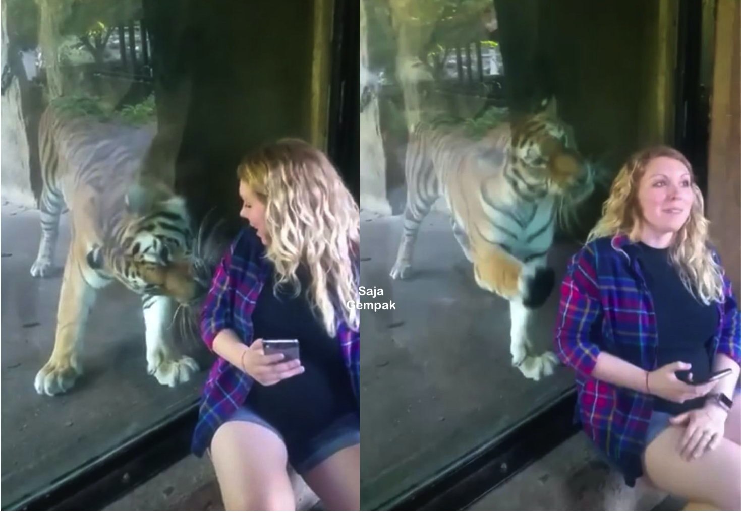 Wanita Hamil Mendekati Harimau Untuk Bergambar Di Zoo, Tanpa Diduga Harimau Itu Bertindak Di Luar Dugaan