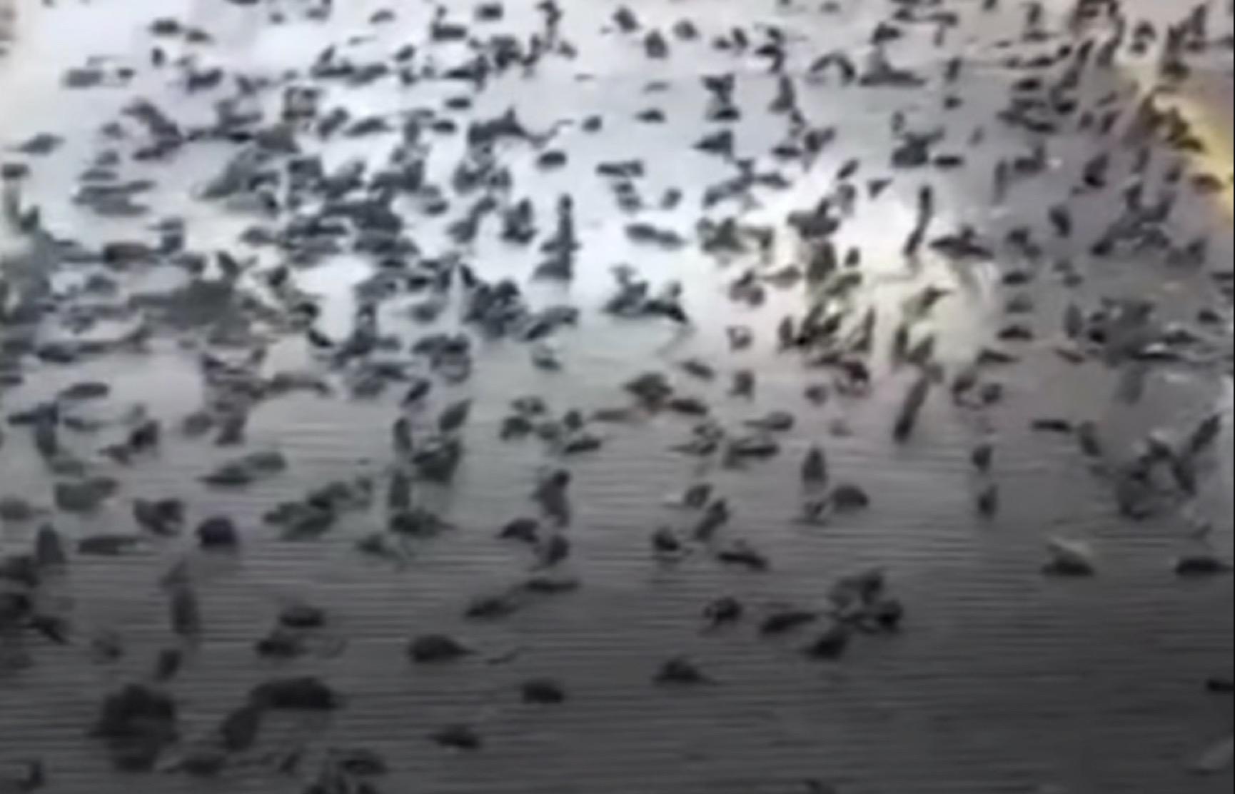 Penduduk Gusar Ratusan Burung Pipit Mati Secara Tiba-tiba Selepas Jatuh Dari Pokok - nangtime.com