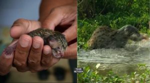 Keluarga Menemui Anak Kucing Sendirian Di Tepi Jalan, Tak Sangka Spesis Kucing Itu Sangat 'Rare' Dan Sukar Ditemui - nangtime.com