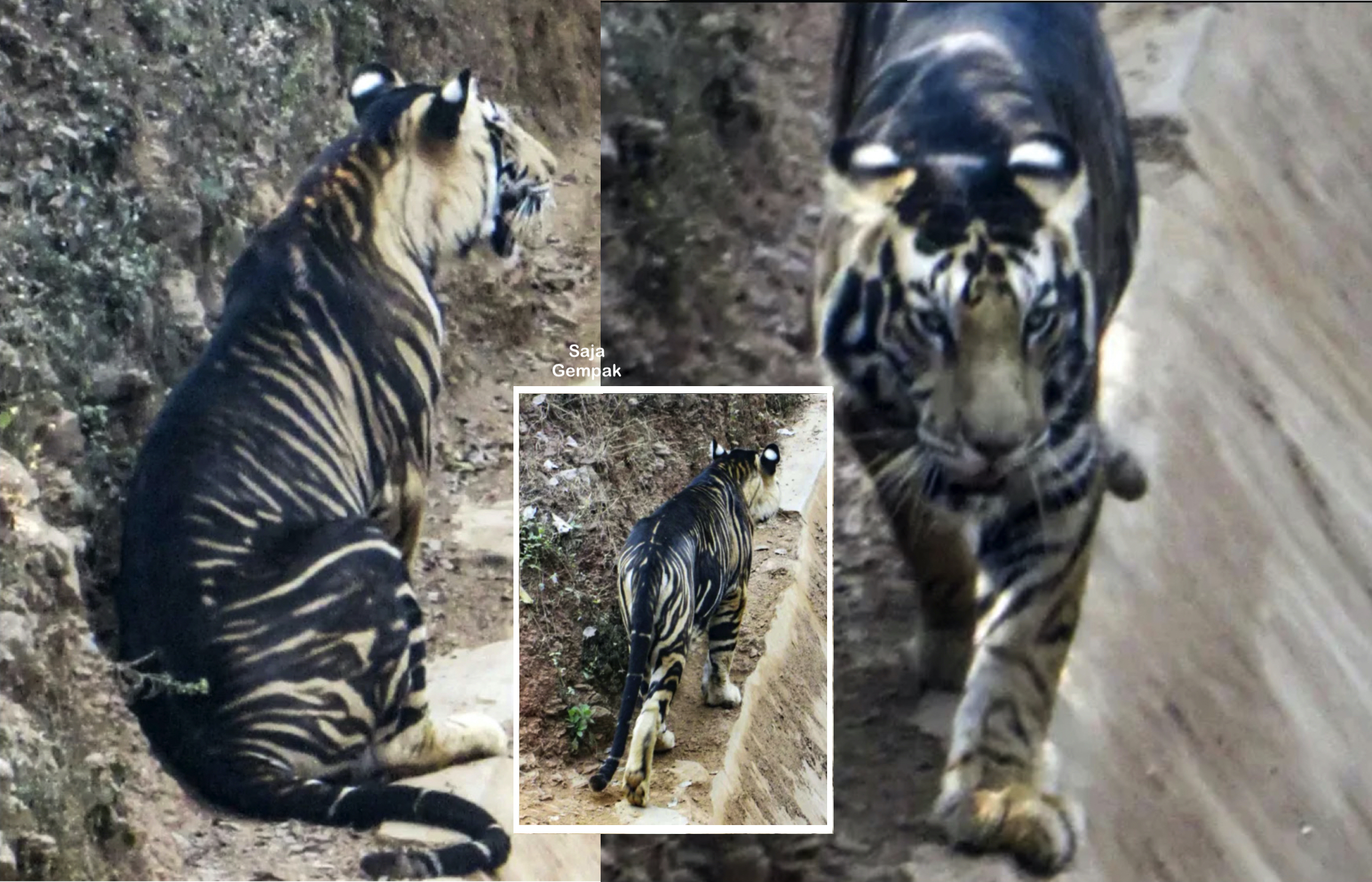 Harimau Hitam Dikesan Muncul Semula, Jenis Harimau Yang Sangat ‘RARE’ - nangtime.com