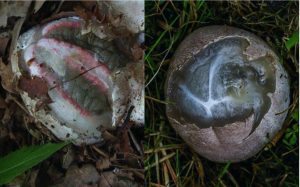 Telur Aneh Di Hutan Disangka Telur Burung Tapi Rupanya Spesies Paling Pelik Di Dunia