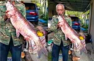 Rezeki Mangsa Banjir, Nelayan Terkejut Dapat Menangkap Ikan Kelah Merah Yang Bernilai Lebih RM3 Ribu - nangtime.com